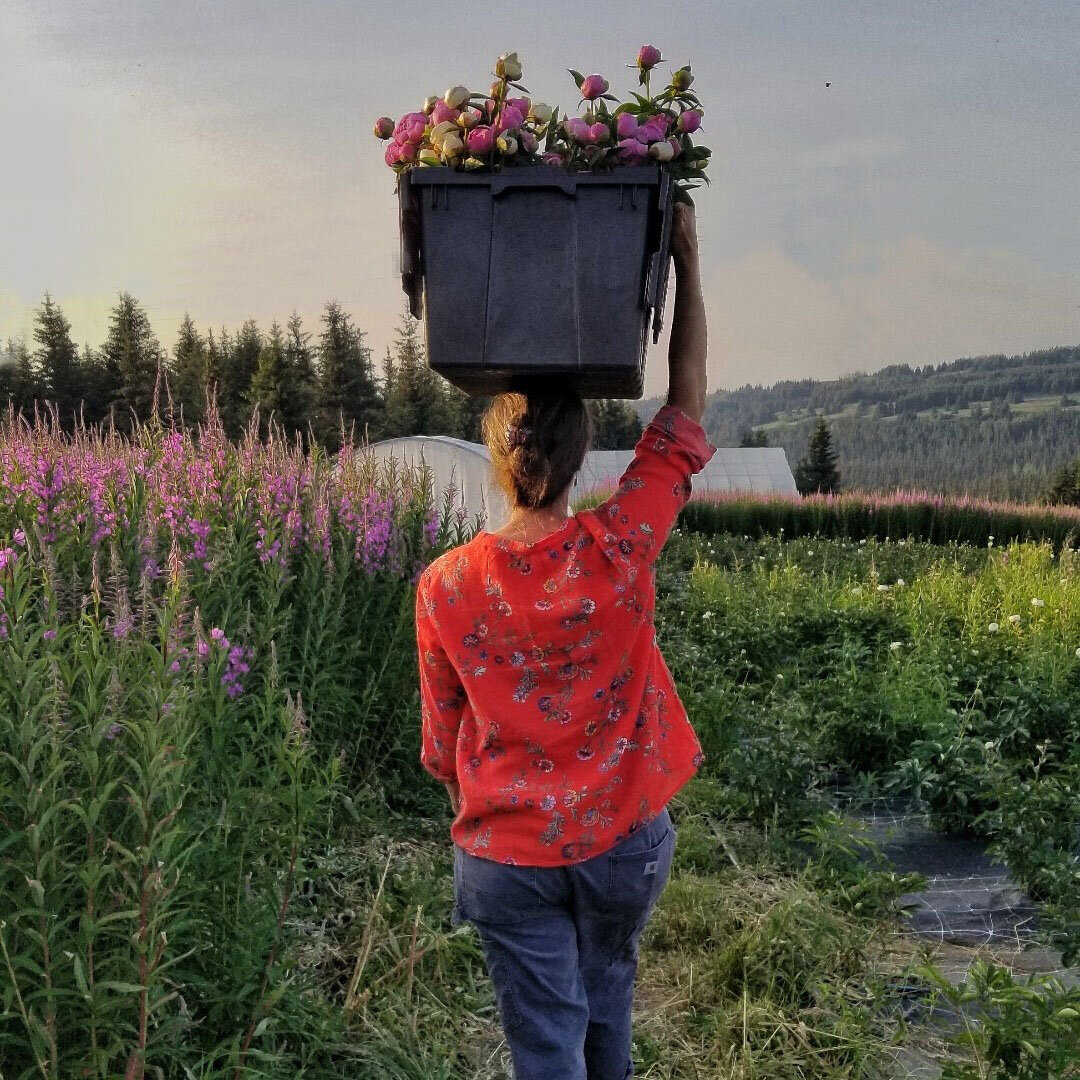 Woman carrying a basket of freshly picked flowers on her head while walking through a vibrant flower field during sunset. Lush greenery and colorful blooms create a picturesque farming scene.