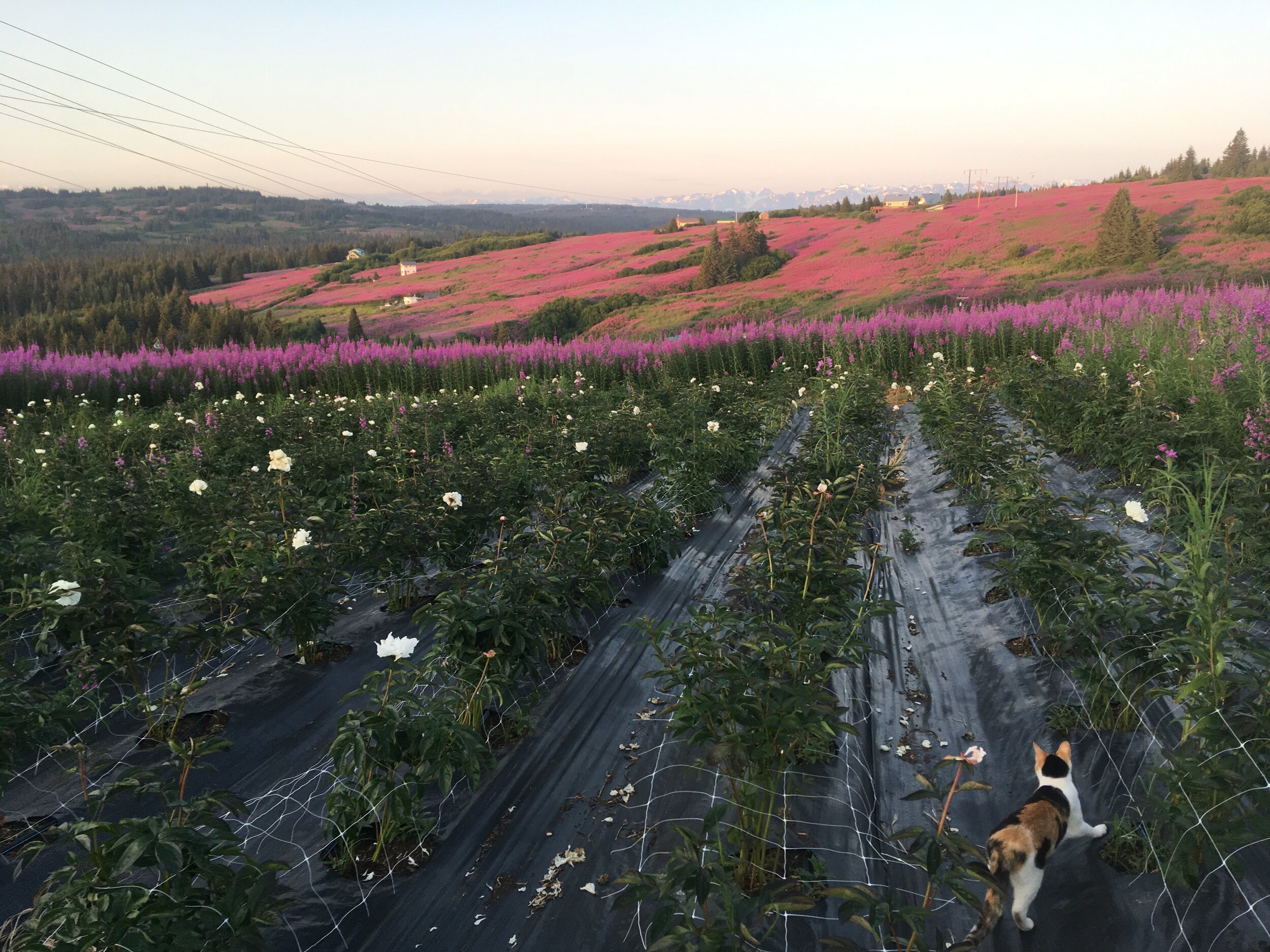Vibrant flower field at sunset featuring rows of white peonies and pink fireweed, with a cat exploring the lush landscape and distant mountains in the background.
